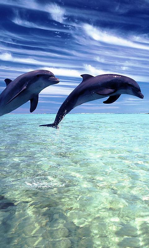 Dolphins Live Wallpaper - APK Download for Android