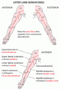 ANATAB past questions and answers in anatomy(Free) screenshot 4