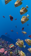 Ocean Aquarium screenshot 16