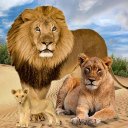 jungle kings lion simulator