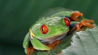 Poison Frog. Smart Wallpaper screenshot 5