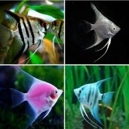 Freshwater Ornamental Fish screenshot 7