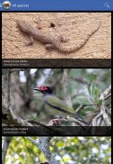 Field Guide to NSW Fauna screenshot 9