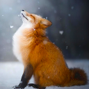 Fox spricht