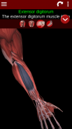 Muscular System 3D (anatomy) screenshot 3