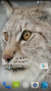 Lynx. Video Wallpaper screenshot 1