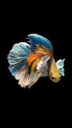 Betta Fish Wallpapers screenshot 4