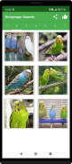 Budgerigar Camera for Parakeet screenshot 8