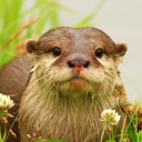 The Otter Icon