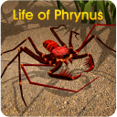 Life of Phrynus - Whip Spider