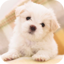 Cute Dog Licks Screen HD LWP