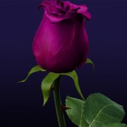 Amazing Flowers Images Gif Rose Stickers Wallpaper screenshot 0