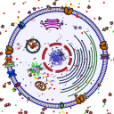 Animal Cell for High School Science