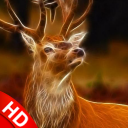 Animal Wallpaper 2020