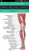 Muscle Anatomy Reference Guide screenshot 1