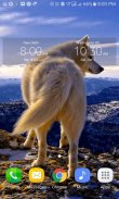 Mountain Wolf Live Wallpaper screenshot 2