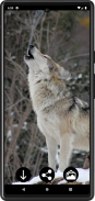 Wolf Wallpapers screenshot 2