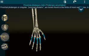 Osseous System in 3D (Anatomy) screenshot 10