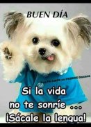 buenos dias frases bonitas Gif screenshot 7