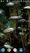 Mushrooms 4K Video Wallpaper screenshot 2