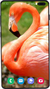 Flamingo Wallpaper HD screenshot 7