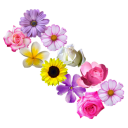 Fun flowers puzzle premium rose flower edition Icon