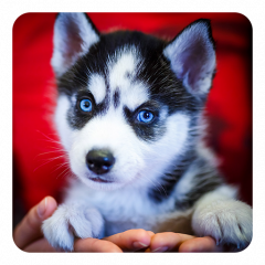 Husky Siberiano Lwp 25 Baixar Apk Para Android Aptoide