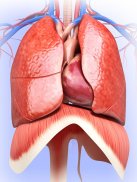 Respiratory System Anatomy screenshot 7