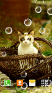 wallpaper kucing hidup screenshot 6