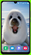 Harp Seal Wallpaper HD screenshot 3