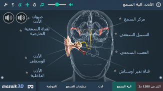 الأذن و آلية السمع 3د screenshot 5