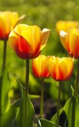 Hoa Tulip Hình Nền Động screenshot 7