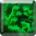 Coral Reefs LWP Icon