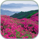 HD Mountain Flower Wallpaper Icon