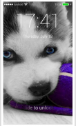 Husky Puppy HD Free PIN Lock screen Passcode screenshot 7