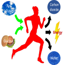 Respiration cellule