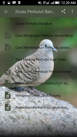 20++ Suara burung perkutut lokal betina gacor terupdate