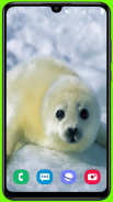 Harp Seal Wallpaper HD screenshot 15