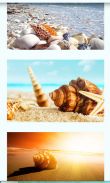 Seashells Images Wallpapers screenshot 0