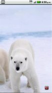 Save the Arctic!! LWP FREE screenshot 0