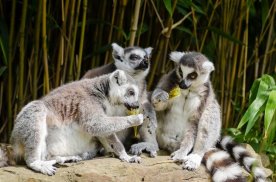 Lemur wallpapers screenshot 4