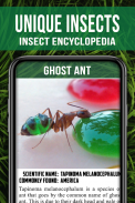 Animal Encyclopedia of Insects screenshot 3