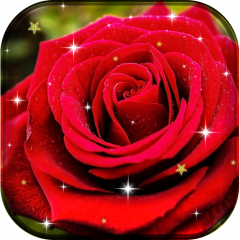 Rose Flower Live Wallpaper Hd 10 Download Apk For Android Aptoide