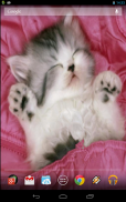 Sleeping Kitty 3D Wallpaper screenshot 1