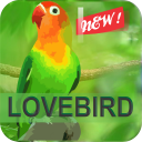 Kicau Master Lovebird Juara Icon