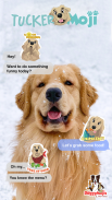 TuckerMoji - Golden Dog Stickers by Tucker Budzyn screenshot 5