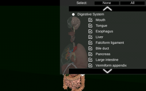 Internal Organs in 3D (Anatomy) screenshot 2