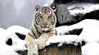 White Tiger Live Wallpaper (Backgrounds) screenshot 4