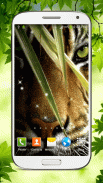 Tiger Papel de Parede Animado screenshot 6