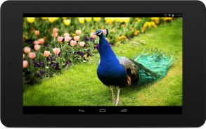 Peacock Wallpapers screenshot 6